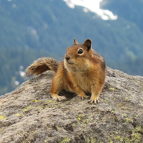 Cascade golden-mantled ground squirrel